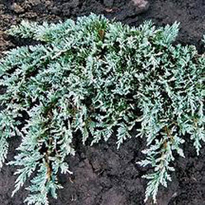Juniperus Horizontalis 'Icee Blue'