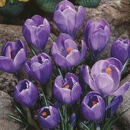 Taylors Blue Crocus Bulbs (10 pack)