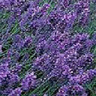Lavender, Hidcote Lavandula angustifolia hidcote Herb Plant