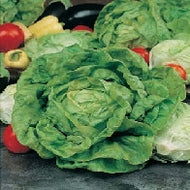 Lettuce All The Year Round