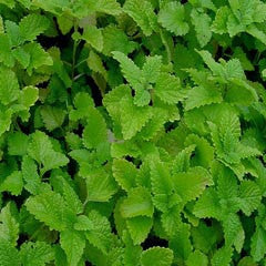 Lemon Balm Herb