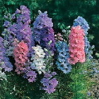 Larkspur Giant Imperial mixed