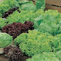 Load image into Gallery viewer, Lettuce Headed Mixed