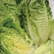 Lettuce Little Gem
