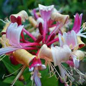 Lonicera Periclymenum 'Belgica' Honeysuckle