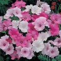 Lavatera Parade Mixed