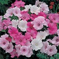 Lavatera Parade Mixed