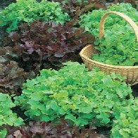 Lettuce Red & Green Salad Bowl Mixed