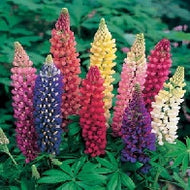 Lupin Russell Mixed