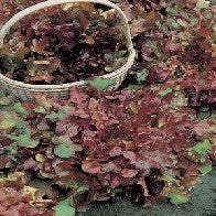 Lettuce Salad Bowl Red