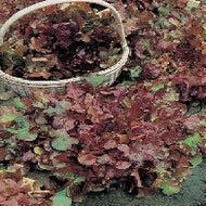 Lettuce Salad Bowl Red