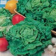Lettuce Tom Thumb