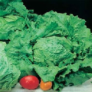 Lettuce Webbs Wonderful