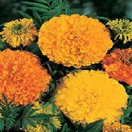 Marigold (African) Crackerjack Mixed