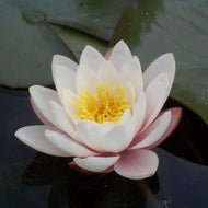 Water lily Marliacea Carnea 'Pink'