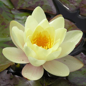 Water lily Marliacea Chromatella 'Yellow'