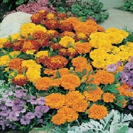 Marigold (French) Bonita Mixed