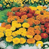 Marigold (French) Dwarf Double Mixed