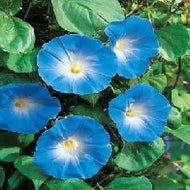 Morning Glory Heavenly Blue AGM