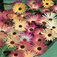 Mesembryanthemum Livingstone Daisy Mixed