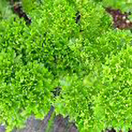 Parsley, Moss Curled Petroselinum crispum Herb Plant