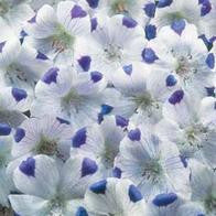 Nemophila Five Spot