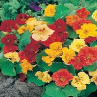Nasturtium Jewel Mixed