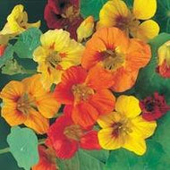 Nasturtium Trailing Mixed