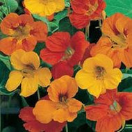 Nasturtium Tom Thumb