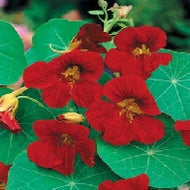 Nasturtium Tip Top Velvet