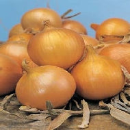 Onion Bedfordshire Champion