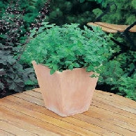 Oregano