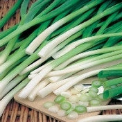 Load image into Gallery viewer, Onion (Spring) Ishikura