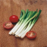 Onion (Spring) Ramrod