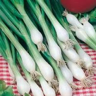 Onion (Spring) White Lisbon Winter Hardy