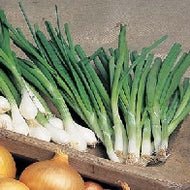 Onion (Spring) White Lisbon