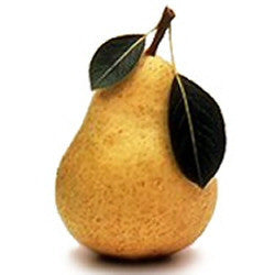 Williams Bon Chretien Pear Tree (Pyrus communis 'Williams' Bon Chretien'