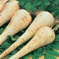 Parsnip Gladiator F1