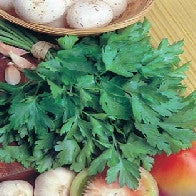 Load image into Gallery viewer, Parsley Giant of Italy