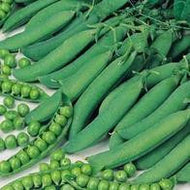 Peas Hurst Green Shaft AGM (wrinkled variety) seeds