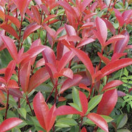 Photinia Red Robin