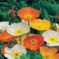 Poppy Iceland Mixed