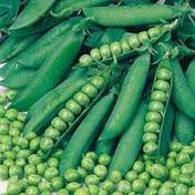 Peas, Onward (wrinkled variety) seeds