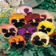 Pansy Swiss Giants Mixed