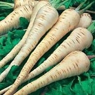 Load image into Gallery viewer, Parsnip Tender &amp; True