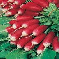Radish French Breakfast 3 AGM