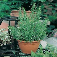 Rosemary