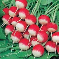 Load image into Gallery viewer, Radish Sparkler 3 seeds