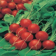 Load image into Gallery viewer, Radish Scarlet Globe AGM