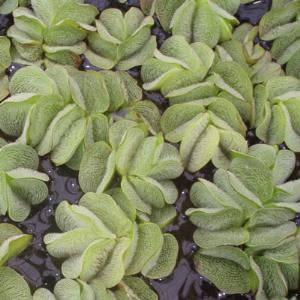 Salvinia Natans